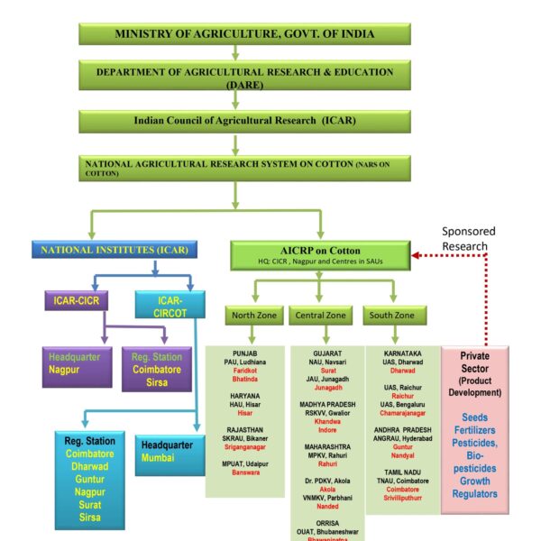 Genesis of Cotton Structure